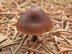 Mycena plumipes