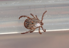 Dermacentor occidentalis