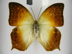 Charaxes fulvescens monitor
