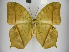 Charaxes fulvescens monitor