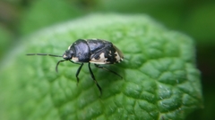 Tritomegas bicolor