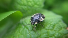 Tritomegas bicolor