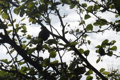 Dumetella carolinensis