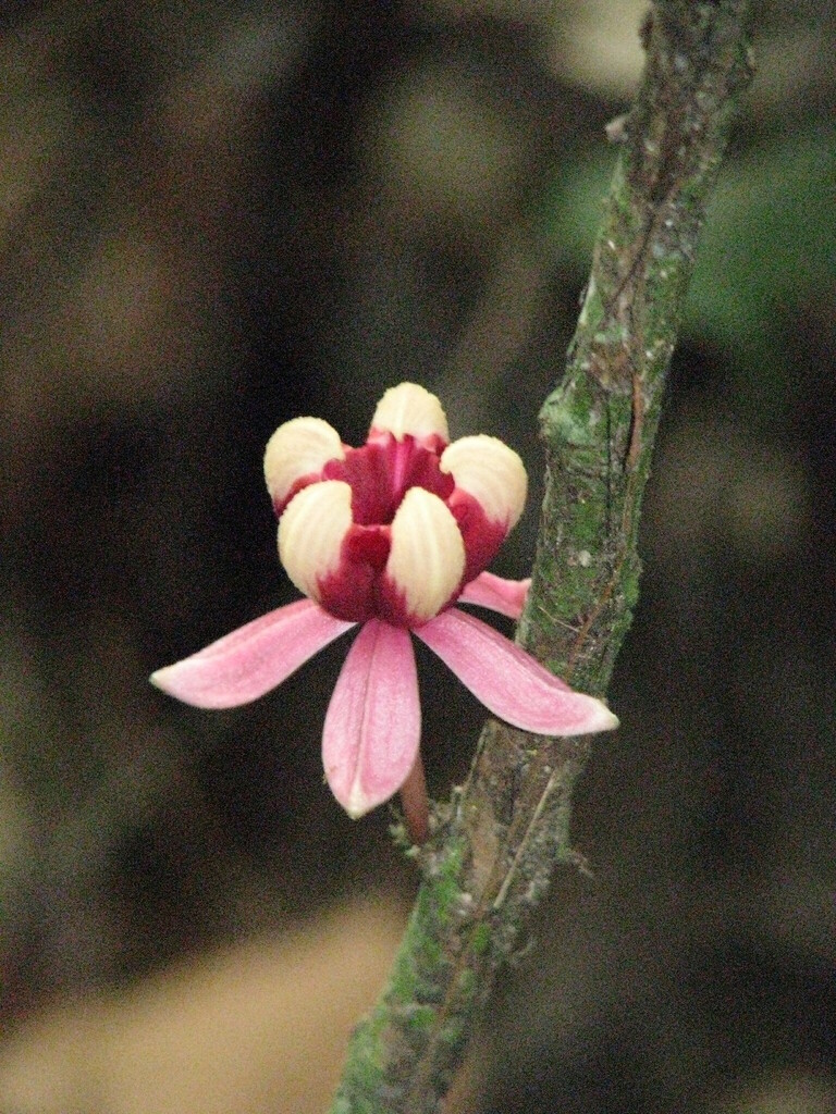 Scaphopetalum talbotii
