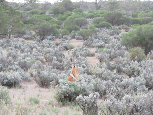 Red kangaroo