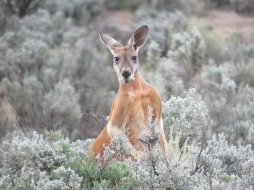 Red kangaroo