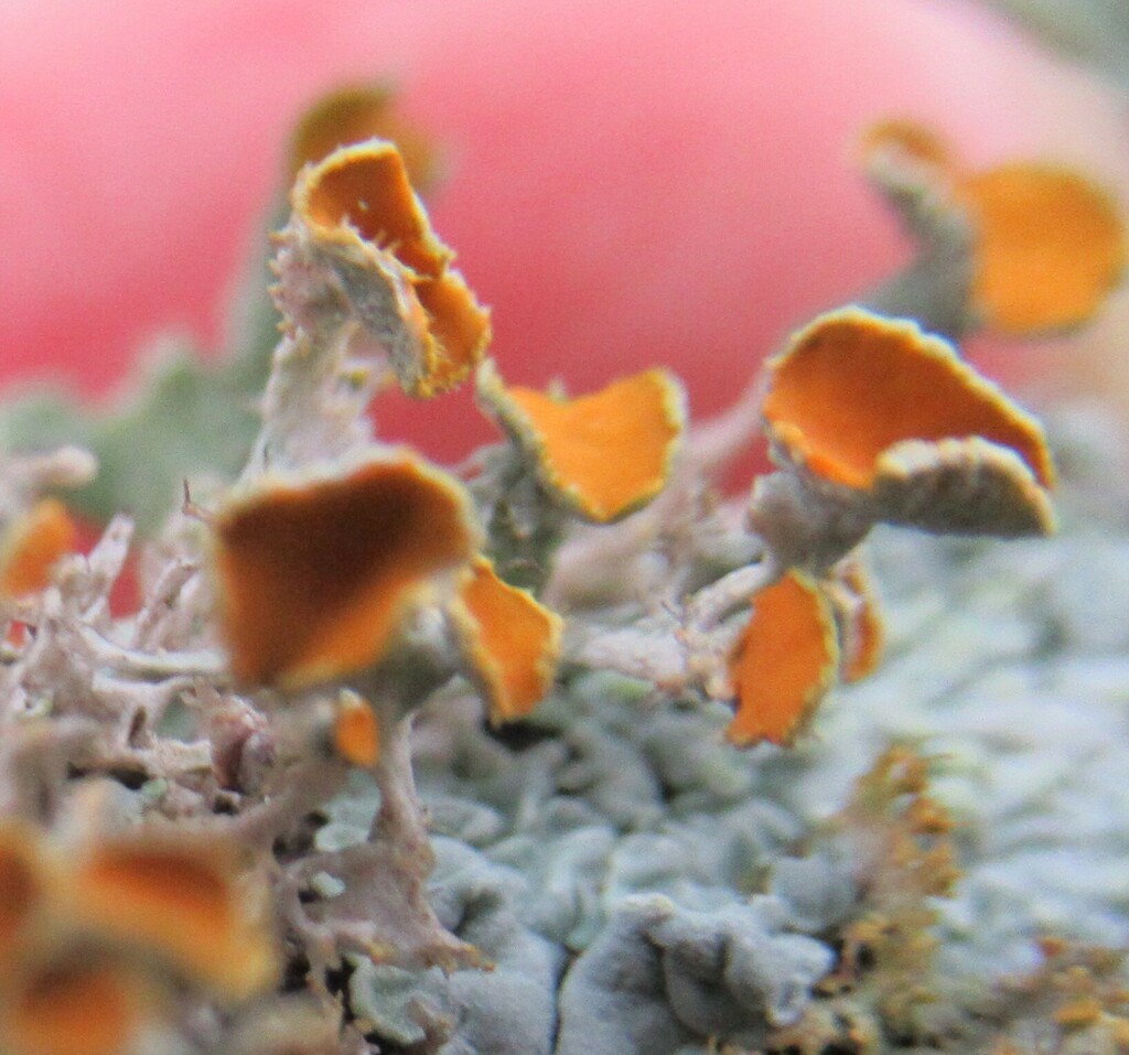 Goldeneye Lichen from WilsonLedbetter Park, Cameron, Milam Co, TX, USA on December 22, 2023 at