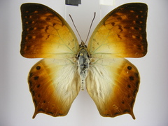 Charaxes fulvescens monitor