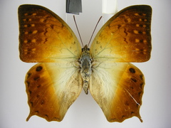 Charaxes fulvescens monitor