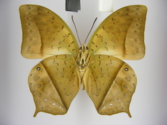 Charaxes fulvescens monitor