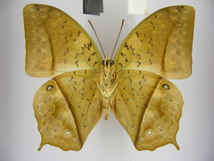Charaxes fulvescens monitor