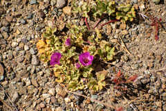 Tarasa humilis, photograph Ezequiel Racker, CC BY, iNaturalist via GBIF