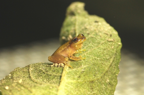Painted Treefrog, Tlalocohyla picta