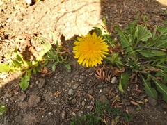 Taraxacum