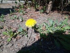 Taraxacum