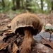 Cortinarius savegrensis - Photo (c) Paulo Acevedo, some rights reserved (CC BY-NC), uploaded by Paulo Acevedo