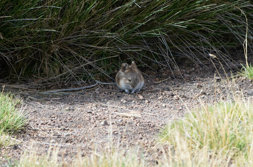 Bolivian Big-eared Mouse