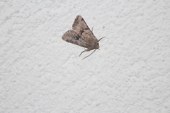 Eriopygini