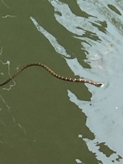 Nerodia sipedon