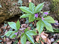 Cardamine pentaphyllos