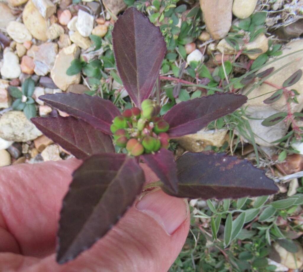 green poinsettia from WilsonLedbetter Park, Cameron, Milam Co, TX, USA on December 22, 2023 at