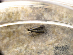 Ochromolopis ictella