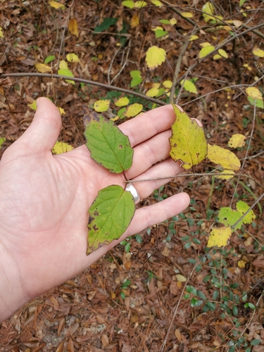 Image of Viburnum scabrellum by (c) Will Kuhn, some rights reserved (CC BY)