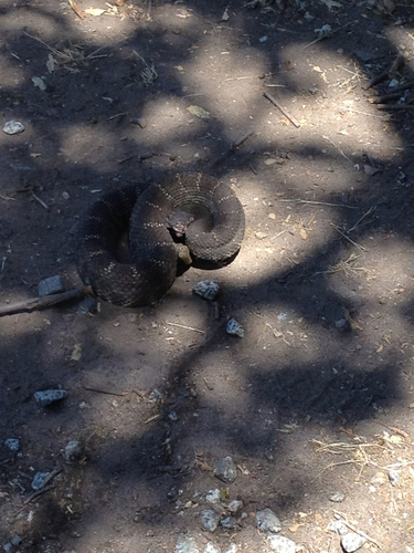 iNaturalist observation photo of Northern Pacific Rattlesnake
