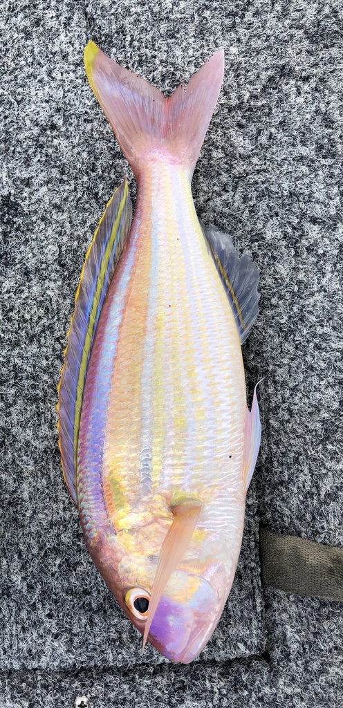 gold perch
