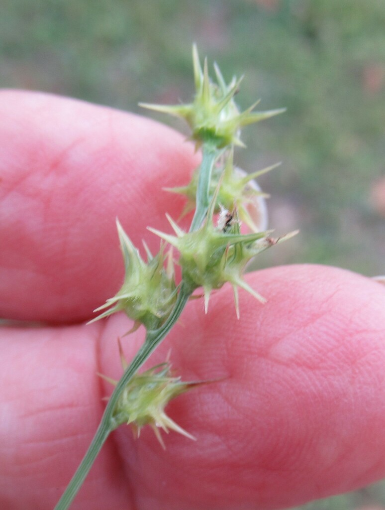 Sandburs from WilsonLedbetter Park, Cameron, Milam Co, TX, USA on December 22, 2023 at 0141 PM