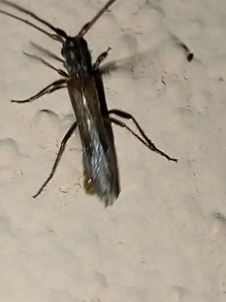 Styloxus lucanus