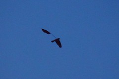 Caprimulgus longipennis