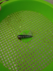 Terebridae