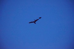 Caprimulgus longipennis