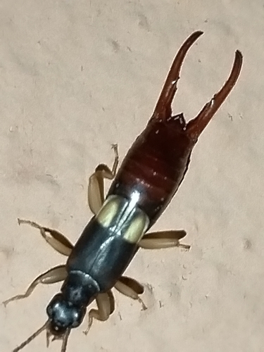 Vostox excavatus