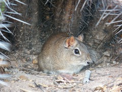 Spix's Yellow-Toothed Cavy photo 5