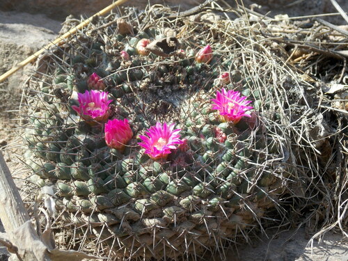 Mammillaria sonorensis