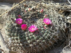 Sonoran pincushion cactus (Mammillaria sonorensis)
