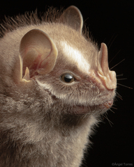 Mexican Big-Eyed Bat photo 2