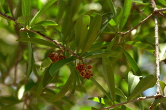 Bonellia macrocarpa