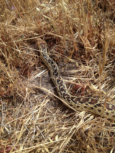 iNaturalist observation photo of Gopher Snake