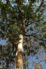 Bonellia macrocarpa