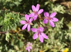 Erodium cicutarium