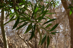 Bonellia macrocarpa