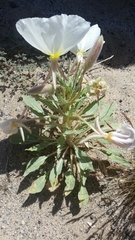 Oenothera deltoides