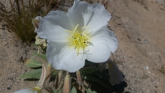 Oenothera deltoides