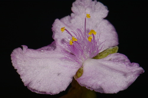 Image of Callisia rosea by (c) Brian Finzel, some rights reserved (CC BY-SA)