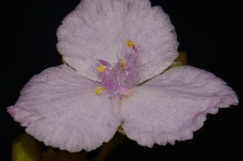 Image of Callisia rosea by (c) Brian Finzel, some rights reserved (CC BY-SA)