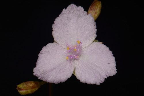 Image of Callisia rosea by (c) Brian Finzel, some rights reserved (CC BY-SA)