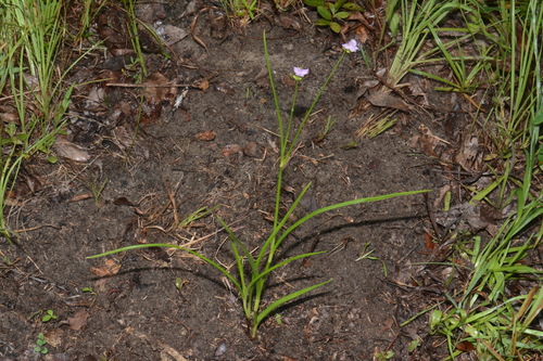 common roseling (Callisia rosea)